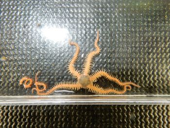 Media type: image;   Invertebrate Zoology 139644